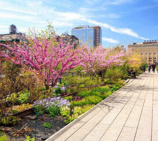The High Line The High Line